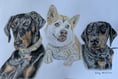 Artist aims to grow pet portait business