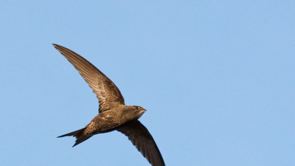 Swift population facing 'serious decline', say charities | iomtoday.co.im