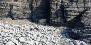Kayaker saves stranded sheep from beach