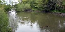 Call for Conservatives to back campaign to save Kings Pond