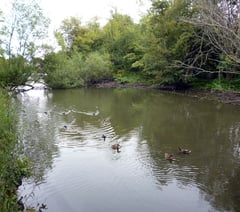 Council wants views of Altonians on the two Kings Pond options 