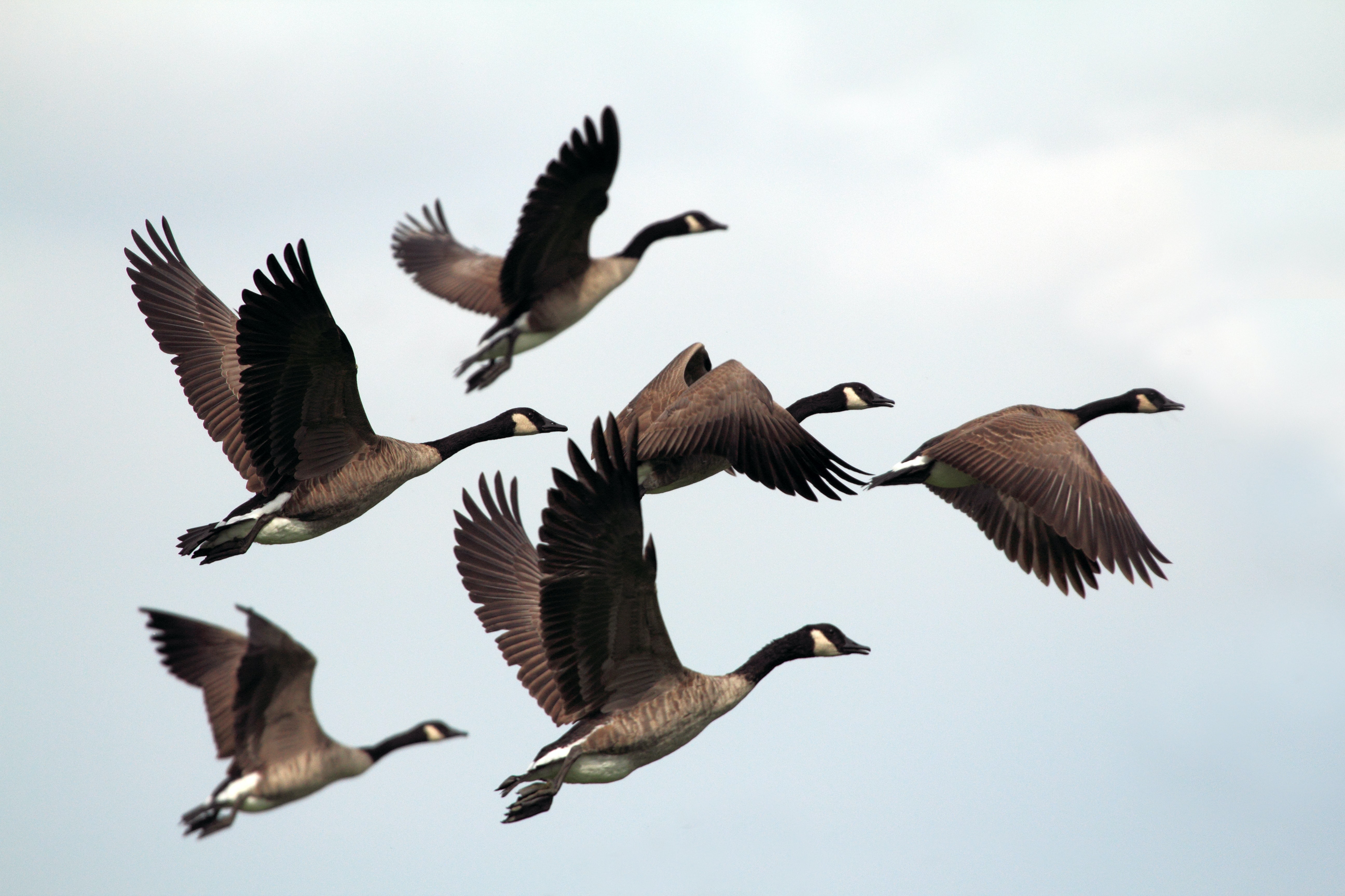 Letter of the week Wonderful sight of geese flying over the town farnhamherald