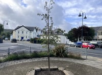 Okehampton tree saved in heatwave