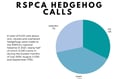 Spike in hedgehog calls facing RSPCA