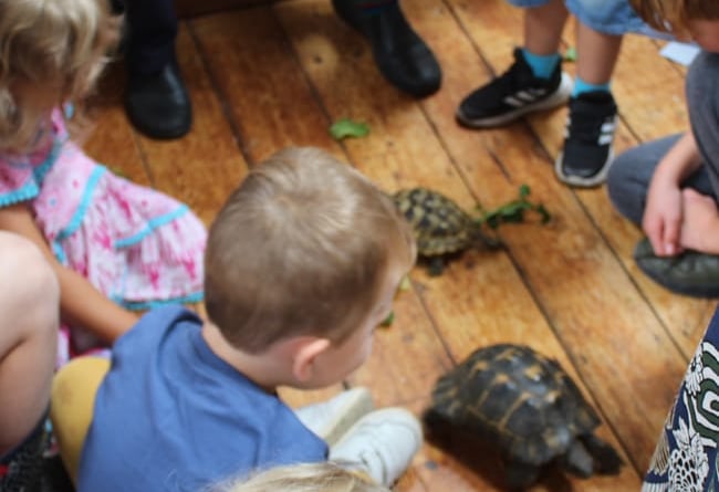 Haslemere Museum tortoise fun