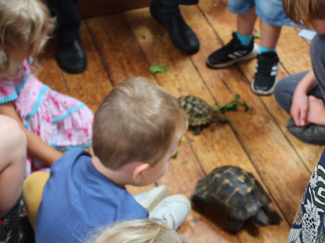 Haslemere Museum tortoise fun