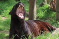 Zoysa – the ‘Exmoor Beast’ – has died