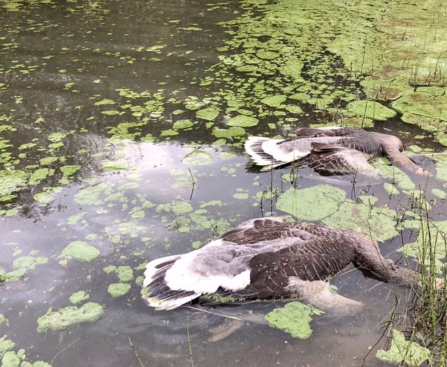 More than 100 birds found dead or distressed