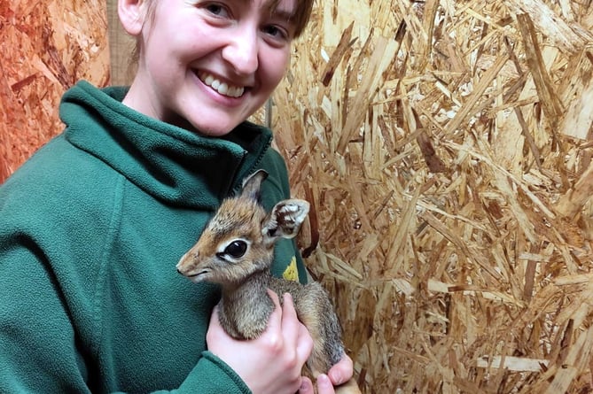 chaos groentje Haast je Folly Farm welcomes new baby animal | tenby-today.co.uk