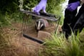 Record year for badger trial