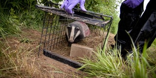 Record year for badger trial