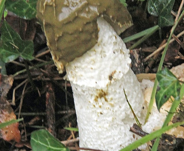 Surprise discovery of very smelly Stinkhorn fungus