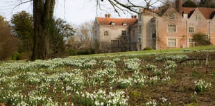 Chawton House holding two Snowdrop Sundays this month 