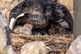 First photos emerge of new cygnets 