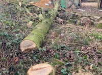 Tree felling left former Medstead woodland looking like a 'war zone'