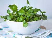 Watercress: The tough little leaf topping up UK’s salad bowl