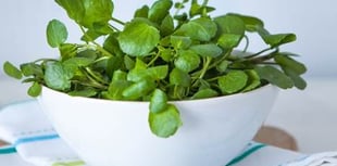 Watercress: The tough little leaf topping up UK’s salad bowl