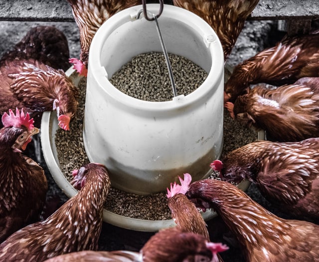 Villagers cry fowl at return of Liphook poultry farm housing plans