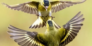Photographer captures dramatic images of fighting siskins 