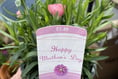 What to do with your Mother’s Day plants