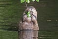 Beaver officer a first for Cornwall