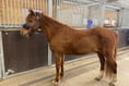 Pets' Corner: Handsome New Forest pony Jasper needs forever home