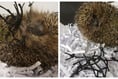 Manx SPCA column: Our annual hedgehog alert