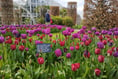 Tulips are the star blooms providing colour at RHS Garden Wisley