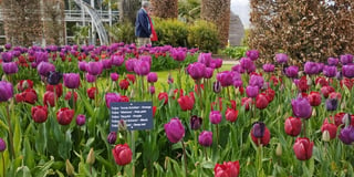 Tulips are the star blooms providing colour at RHS Garden Wisley