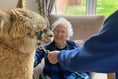 Wool-d you like some company? Alpacas visit residents at Bloomfield!