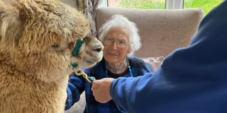 Wool-d you like some company? Alpacas visit residents at Bloomfield!