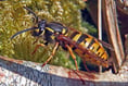 Wasps help gardeners by gobbling up aphids and small caterpillars