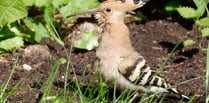 A hoopoe coup for Alton: Rare bird sightings cause a flap