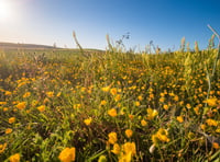 Blooming marvellous! Huge habitat creation for bees in South Downs