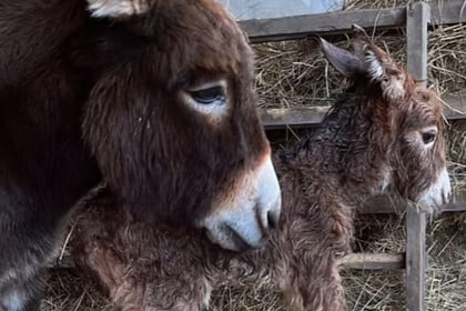 Appeal to find donkey foal Moon missing from Miller's Ark in Hook