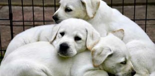 Puppy parents required for assistance dogs of the future 