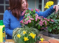 Hidden Gardens of Grayshott to open gates this Bank Holiday weekend