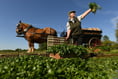 Alresford Watercress Festival: Watch Glenn Walsh munch way to title