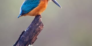 Cornwall wildlife trust launches wildlife photography competition