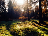 Cleanse your soul in a 'sound bath' at Alice Holt Forest this summer