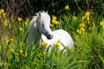 Readers' photos: Majestic horses, curious sheep and stunning sunsets