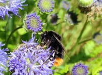 Volunteers sought to boost biodiversity at cemetery Bloomin’ Help Out