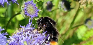 Volunteers sought to boost biodiversity at cemetery Bloomin’ Help Out