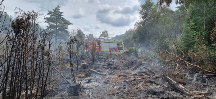 Aftermath of Hartley Wintney heathland fire, June 2023.