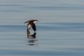 Bird species that specialise in living near to and at sea