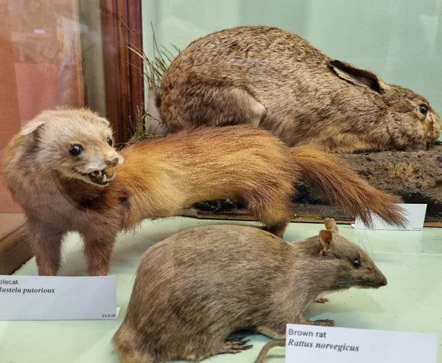 Walk on Haslemere's wild side at the museum this summer