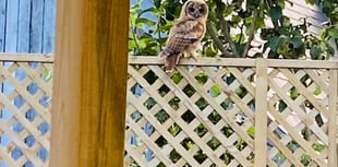 Bentworth couple paid a visit by tawny owl