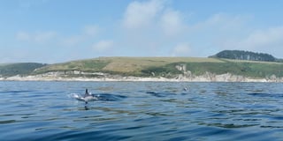 Man spots dolphins while kayaking a few miles out from Cornish coast 