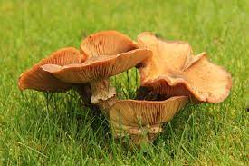 Beware poisonous Jack O’Lantern fungus