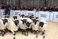 Sheep sales go well